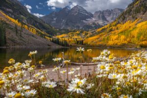 Aspen landscape