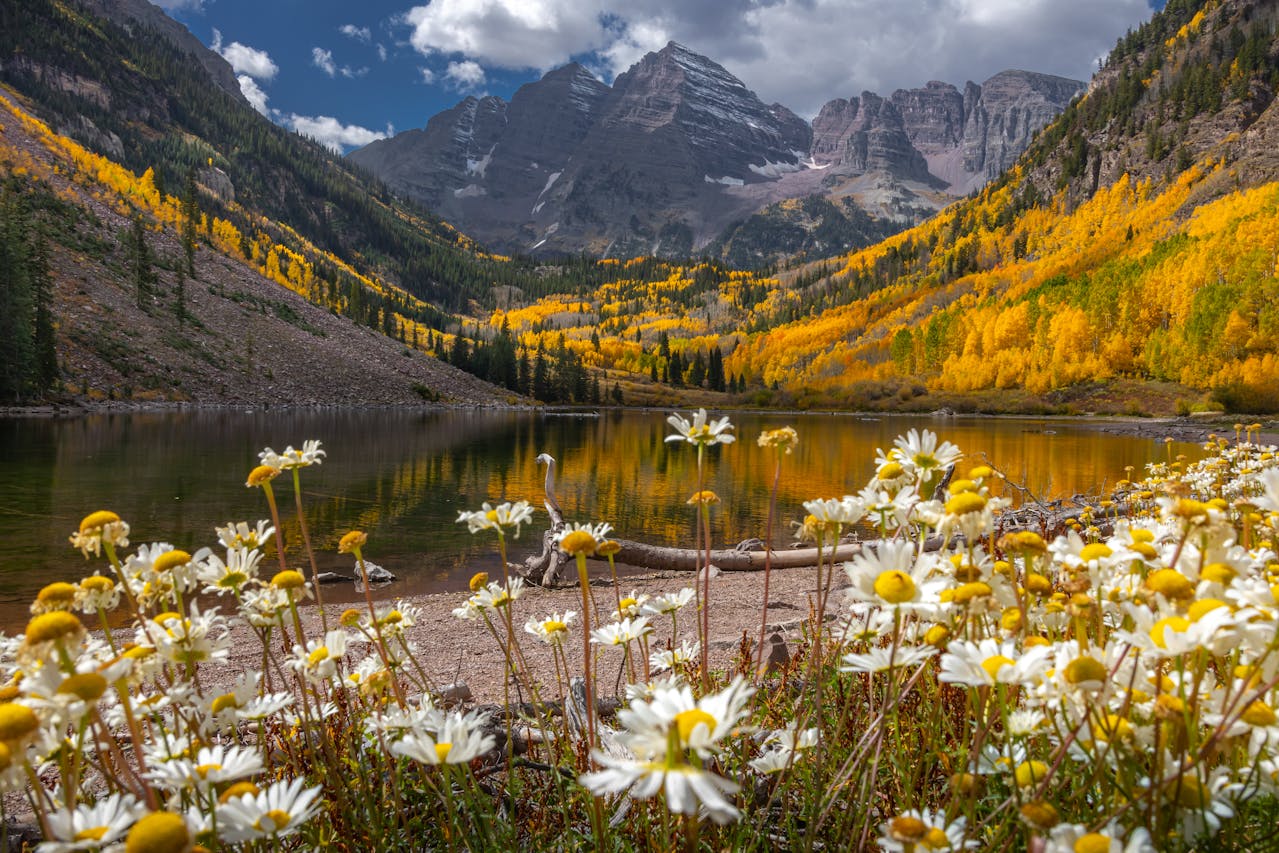 Aspen landscape